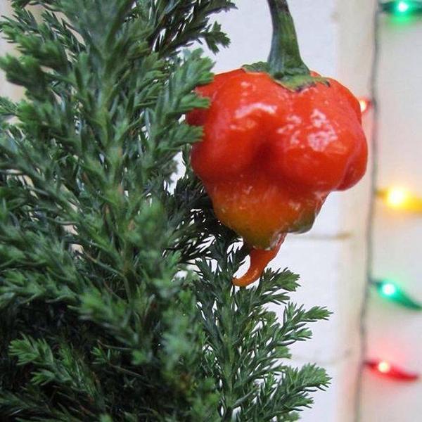 2022 Holiday Shipping Deadlines - Heat