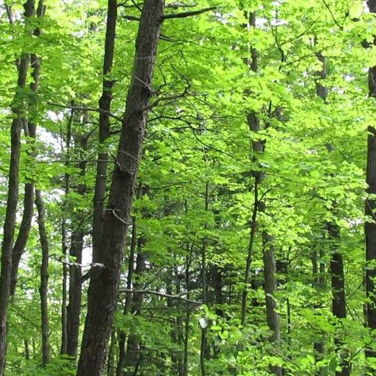 Happy Earth Day! - Heat