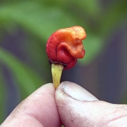 New 'Hottest Chile In The World'? - Heat